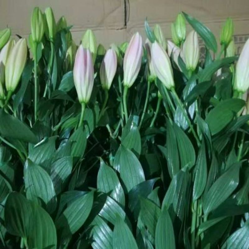 荷兰百合3~4凌源鲜花批发