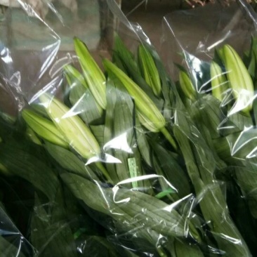 荷兰百合3~4凌源鲜花批发