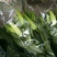 荷兰百合3~4凌源鲜花批发