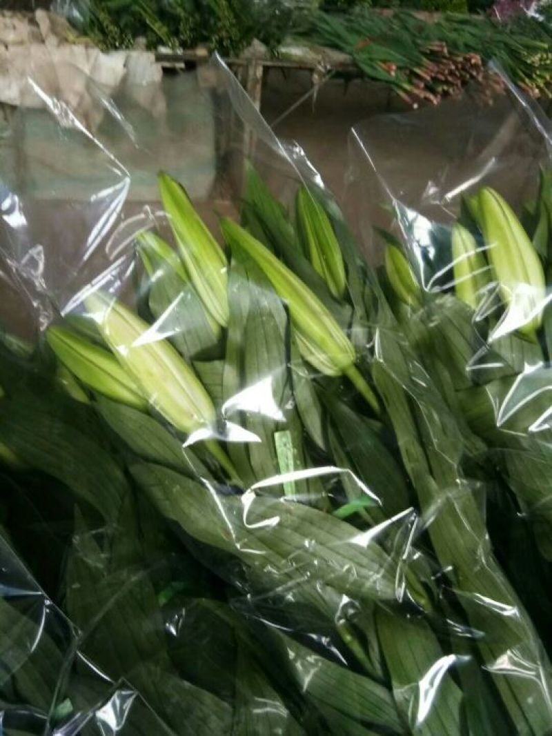荷兰百合3~4凌源鲜花批发