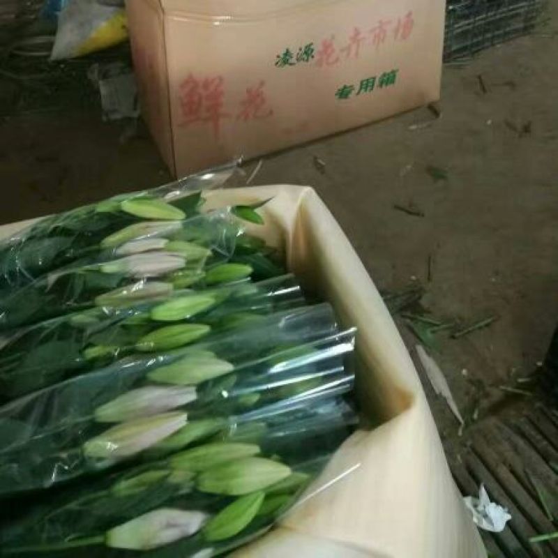 荷兰百合3~4凌源鲜花批发