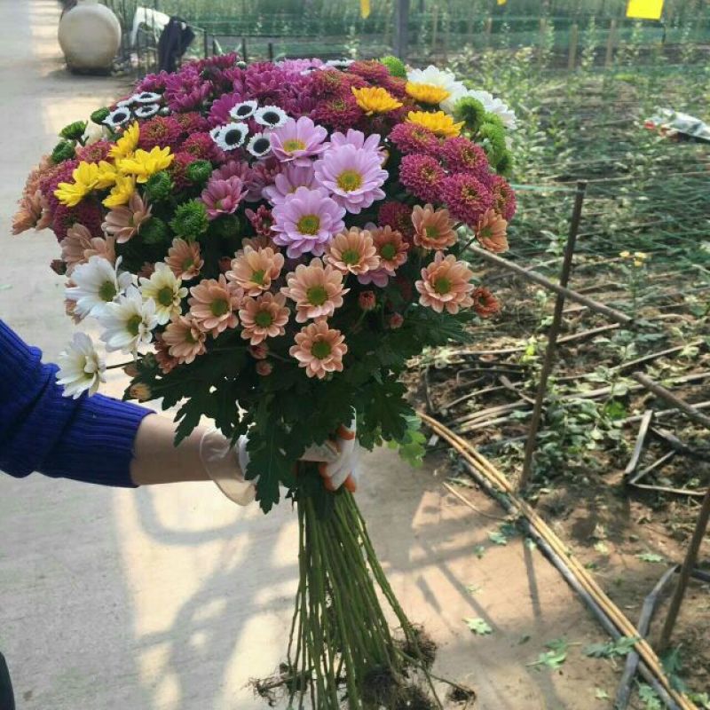 雏菊30~50cm