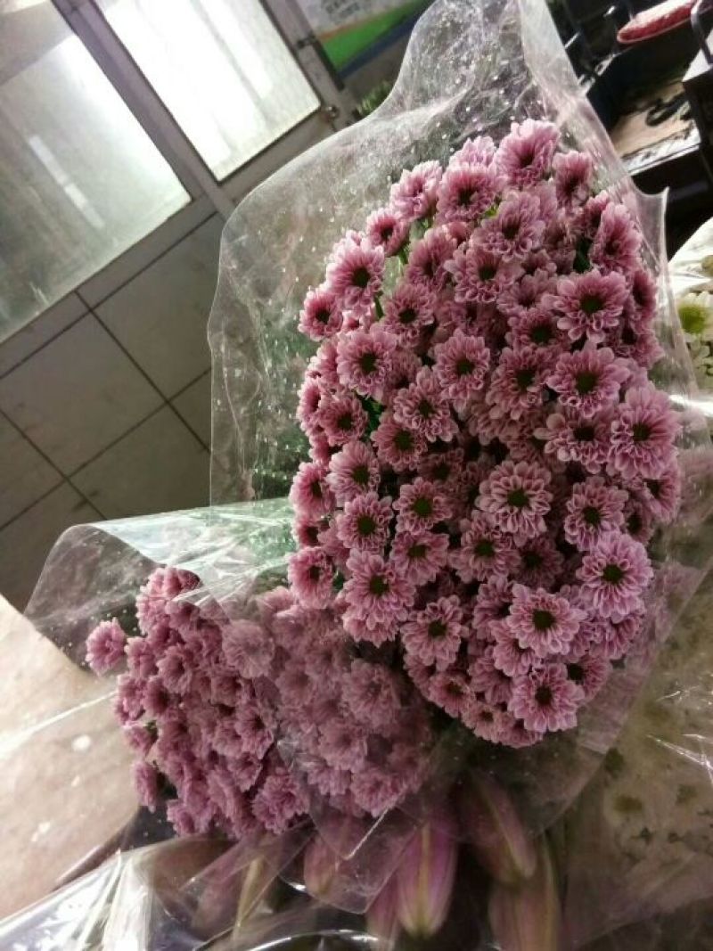 雏菊30~50cm