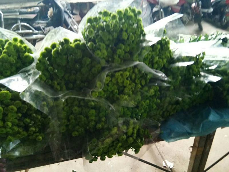 雏菊30~50cm