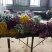 雏菊30~50cm