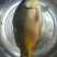 三道鳞0.5~1公斤食用