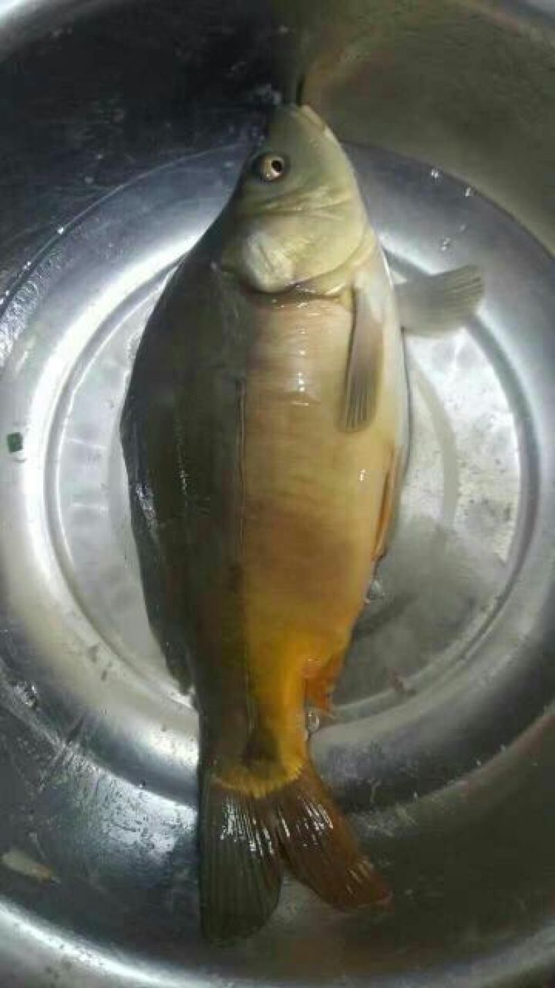 三道鳞0.5~1公斤食用