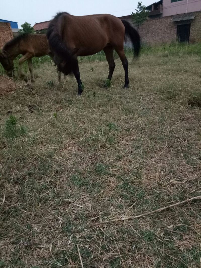矮马100~200kg