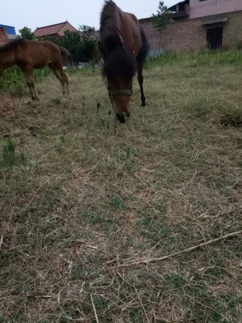 矮马100~200kg