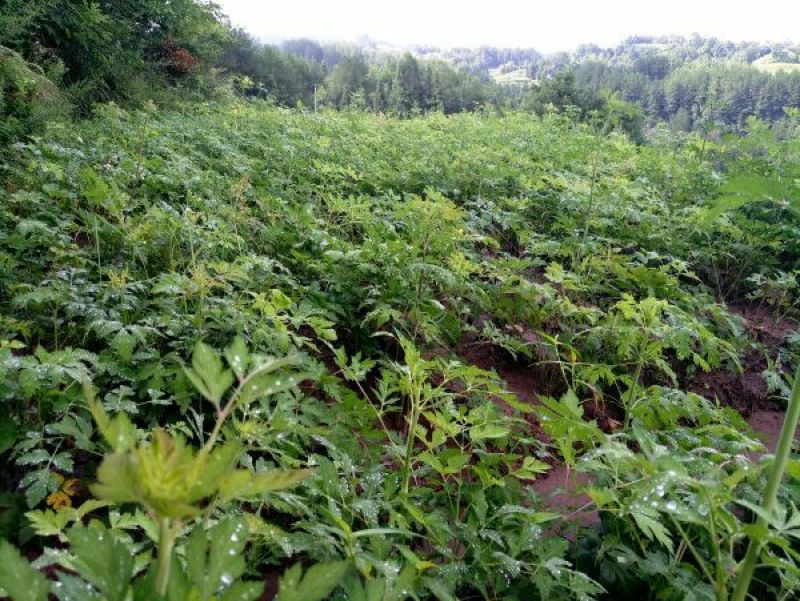 前胡仿野生白花前胡