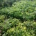前胡仿野生白花前胡