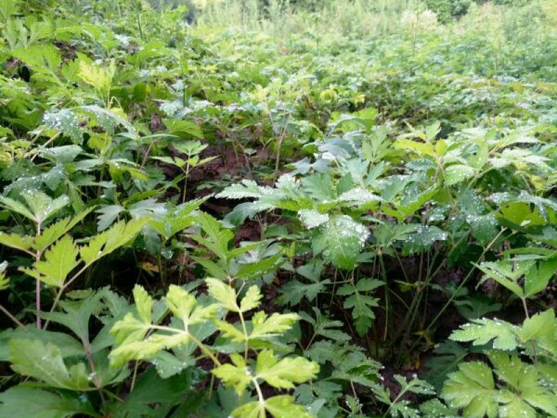 前胡仿野生白花前胡