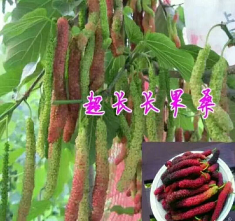 长果桑树苗50cm