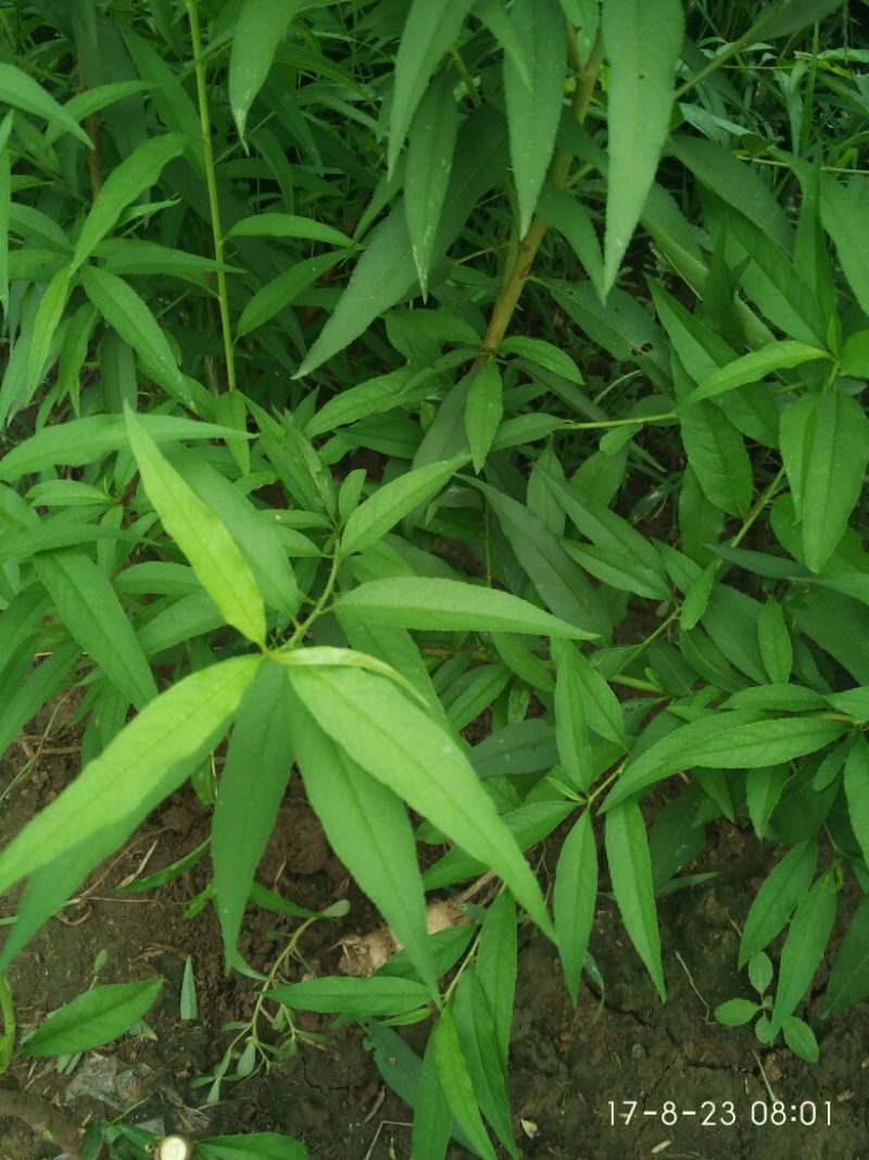 桃树苗原生毛桃苗大小都有
