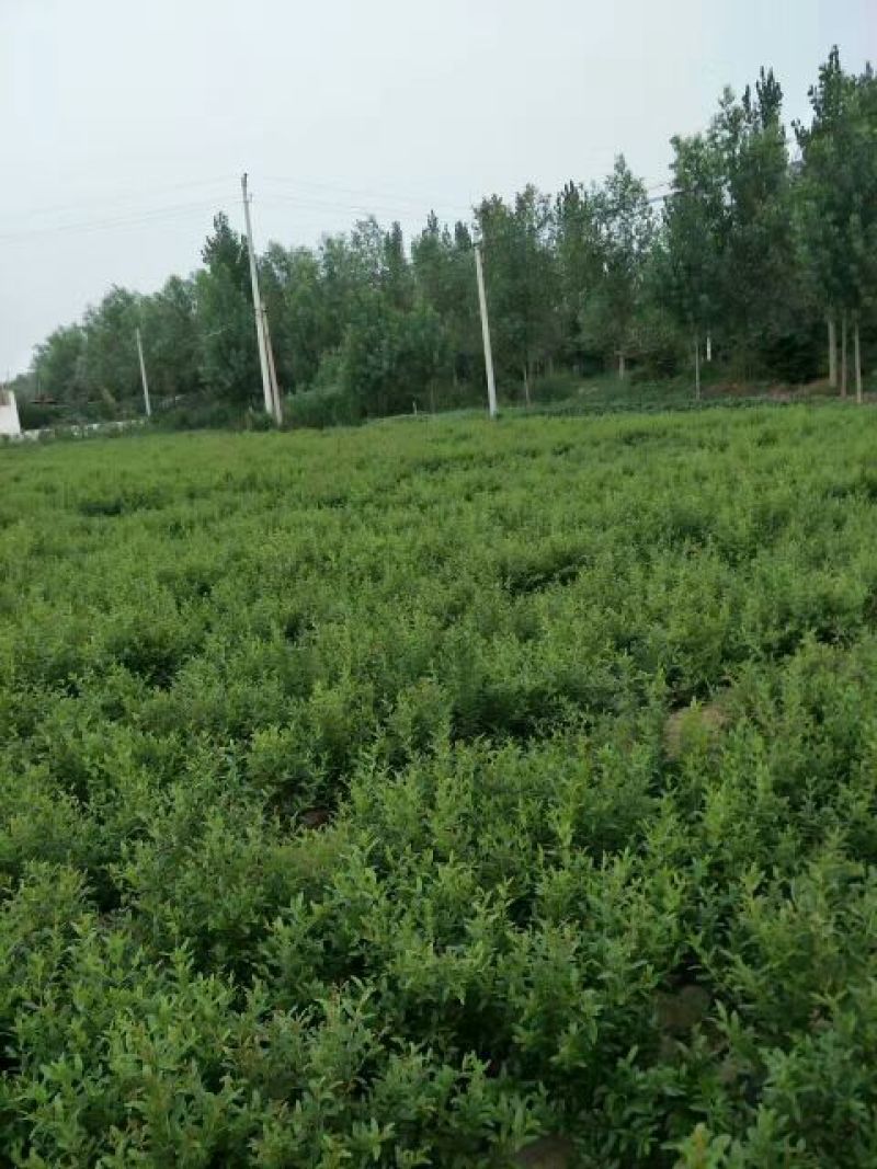 突尼斯软籽石榴树苗扦插一年小苗规格0.4到0.6