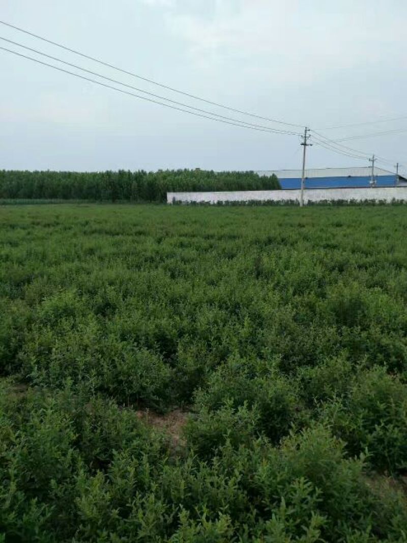 突尼斯软籽石榴树苗扦插一年小苗规格0.4到0.6