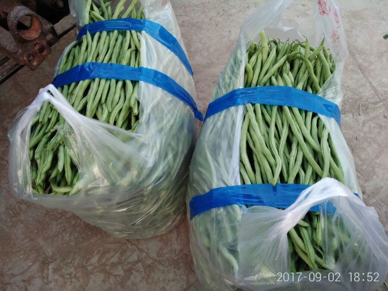 无丝豆30厘米以上陆地早熟品种………精品无丝豆