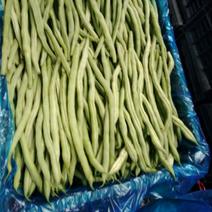 无丝豆30厘米以上陆地早熟品种………精品无丝豆