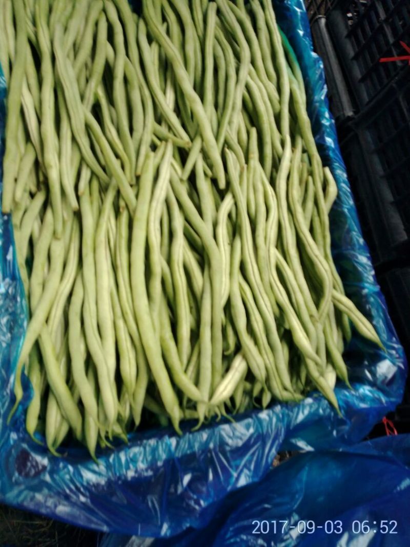无丝豆30厘米以上陆地早熟品种………精品无丝豆