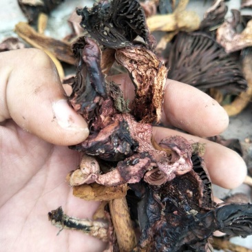 铆钉菇红蘑（肉蘑）黑头！