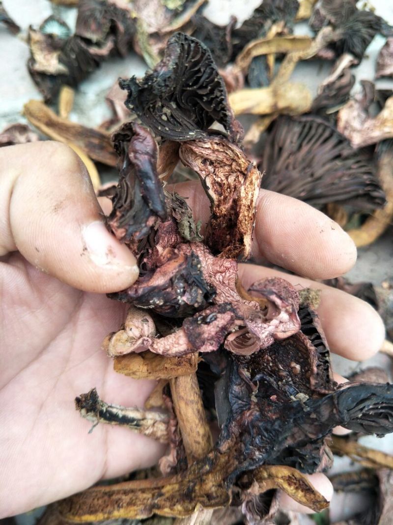 铆钉菇红蘑（肉蘑）黑头！