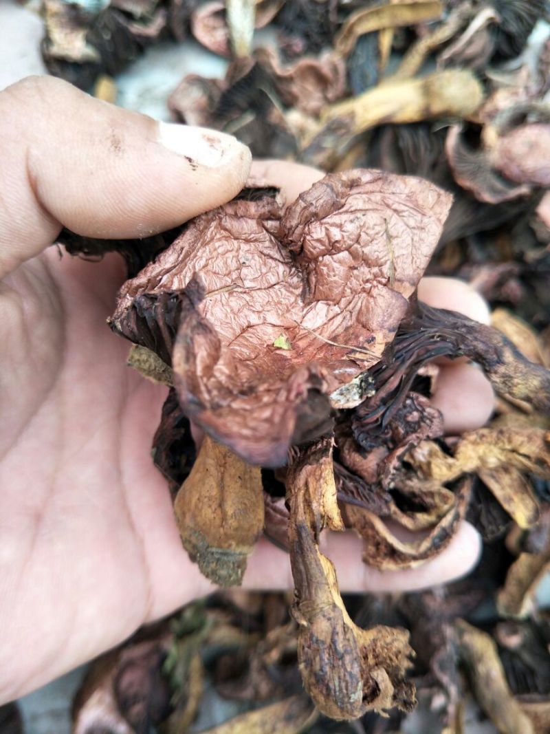 铆钉菇红蘑（肉蘑）黑头！