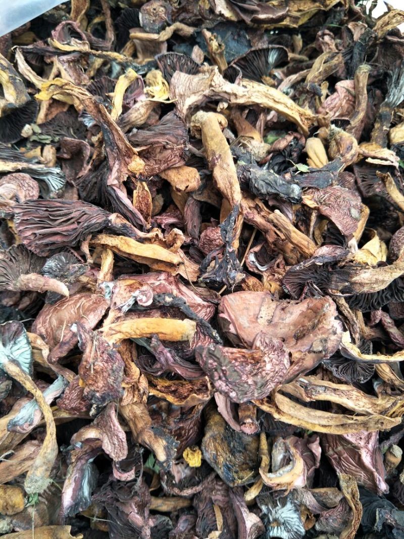 铆钉菇红蘑（肉蘑）黑头！