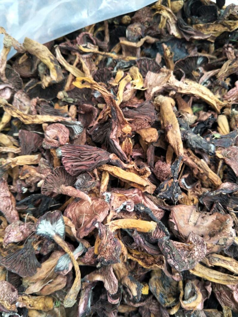 铆钉菇红蘑（肉蘑）黑头！