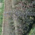 紫叶小檗81~110cm