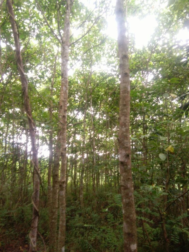 秋枫261~300cm