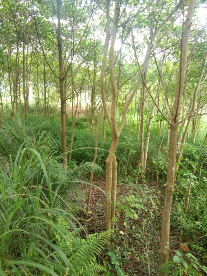 秋枫261~300cm