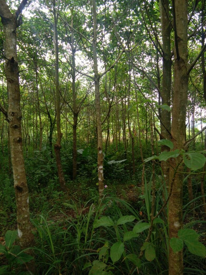 秋枫261~300cm