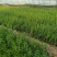 水腊30-50厘米