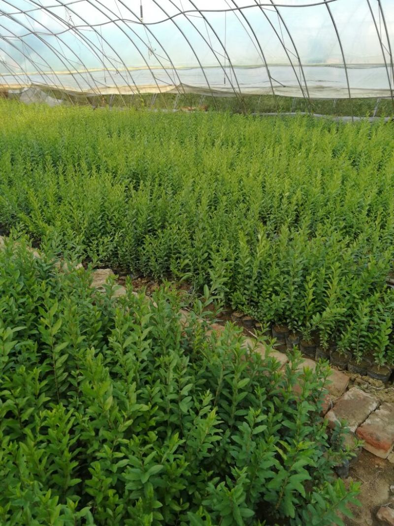 水腊30-50厘米