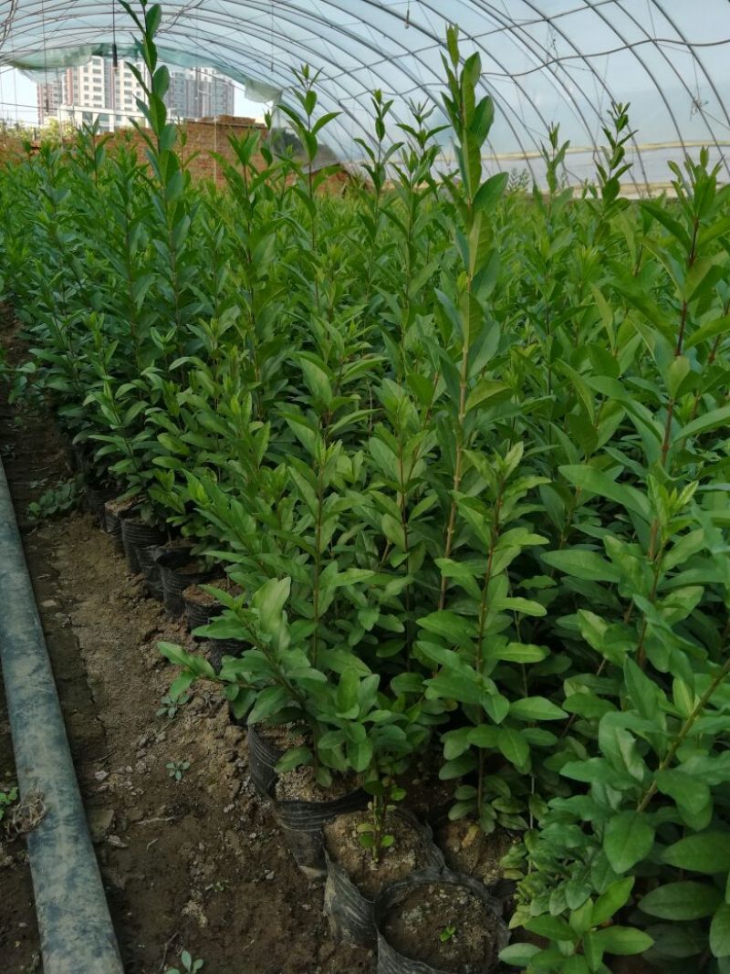 水腊30-50厘米