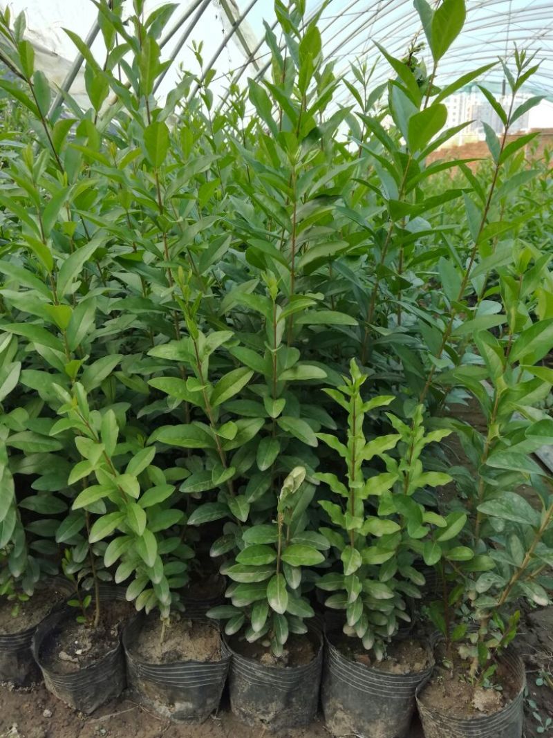 水腊30-50厘米