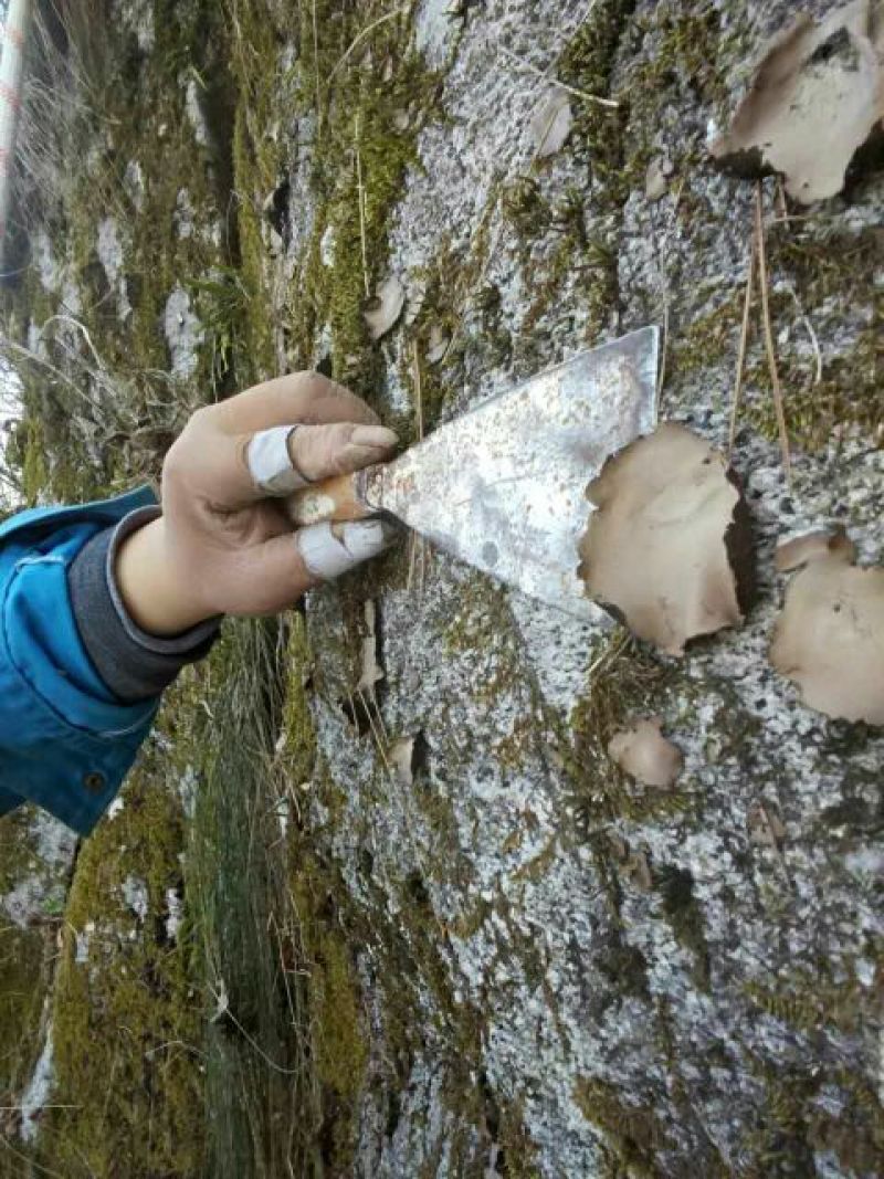 石耳岩耳大别山品种，量大优惠