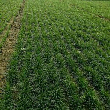 定州大量现货出售地栽麦冬草