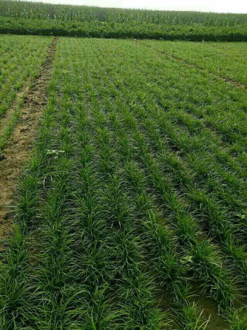 定州大量现货出售地栽麦冬草