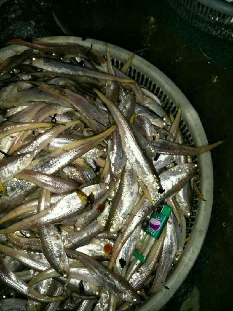 毛刀鱼食用冰鲜鱼