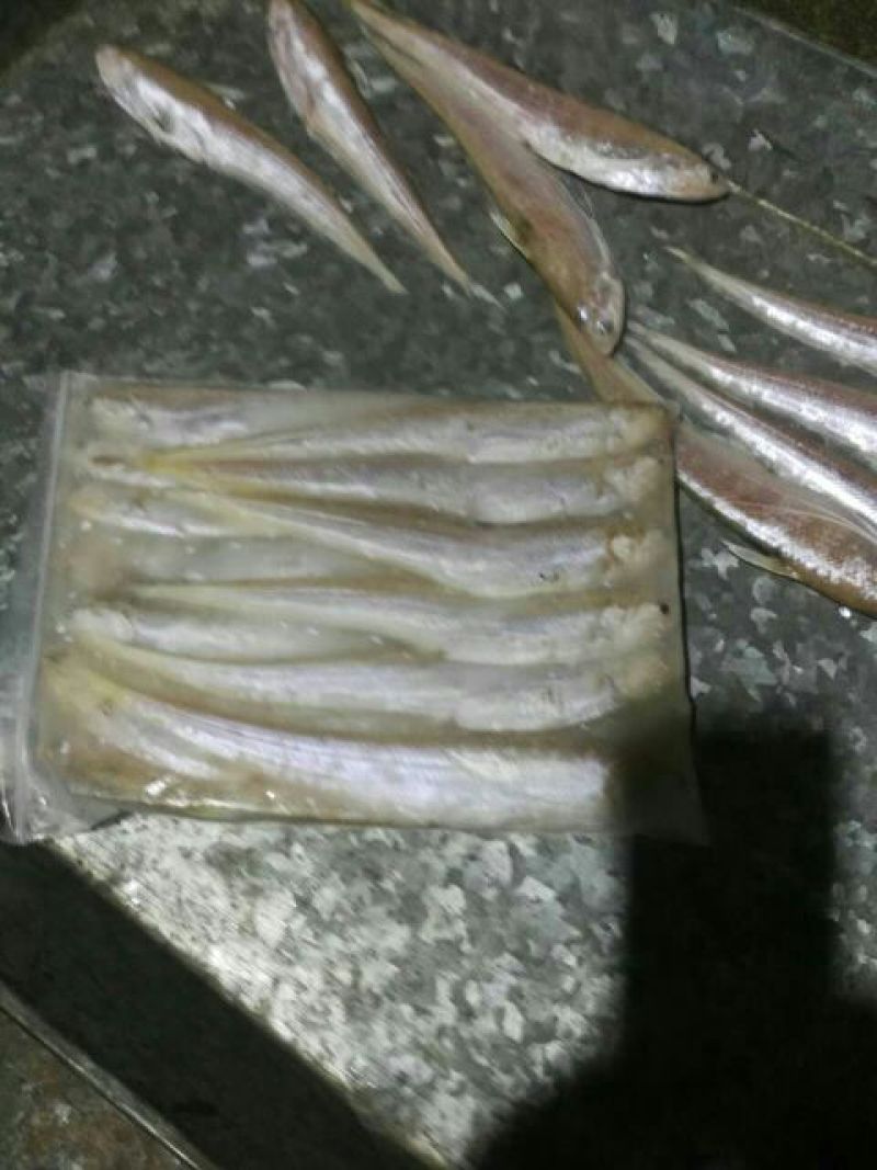 毛刀鱼食用冰鲜鱼