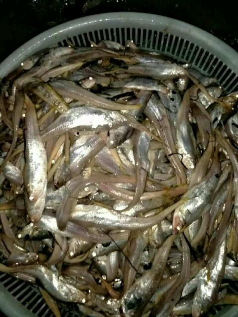 毛刀鱼食用冰鲜鱼
