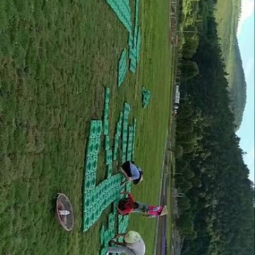 花盆树脂