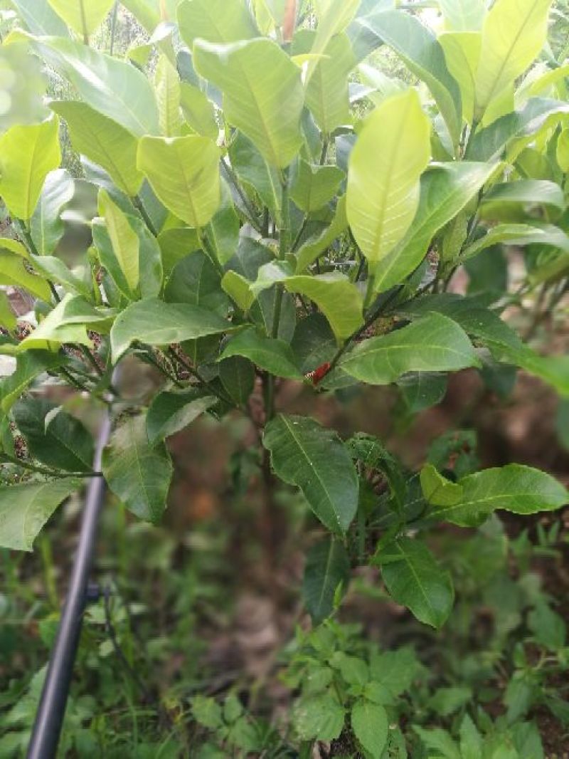 榴莲蜜苗，海南榴莲蜜种植