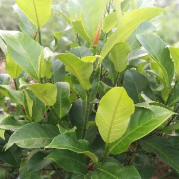 榴莲蜜苗，海南榴莲蜜种植