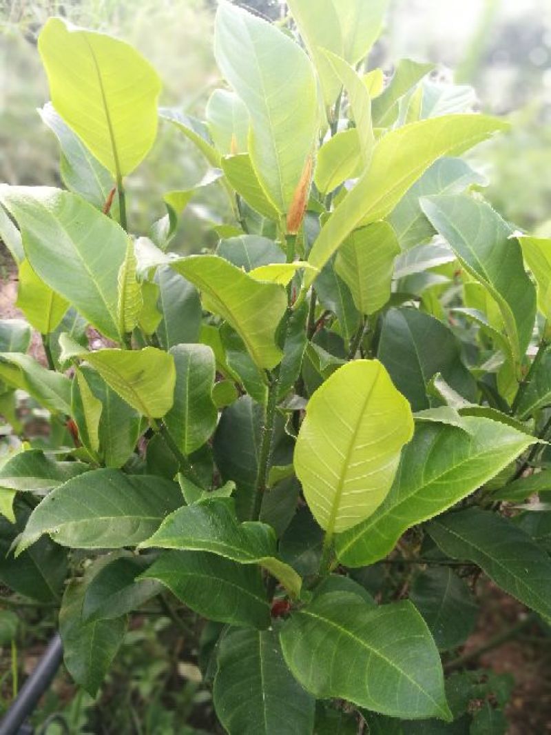 榴莲蜜苗，海南榴莲蜜种植
