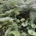蕨根淀粉散装