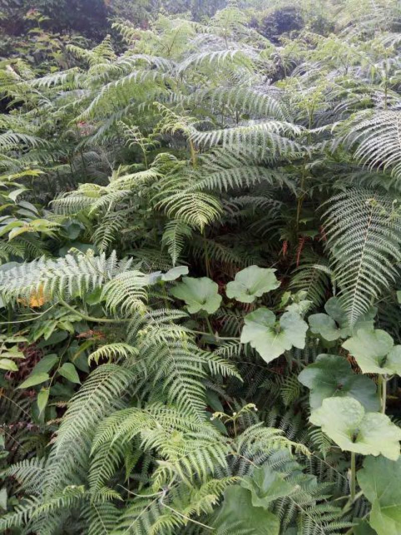 蕨根淀粉散装