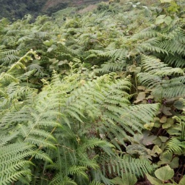 蕨根淀粉散装