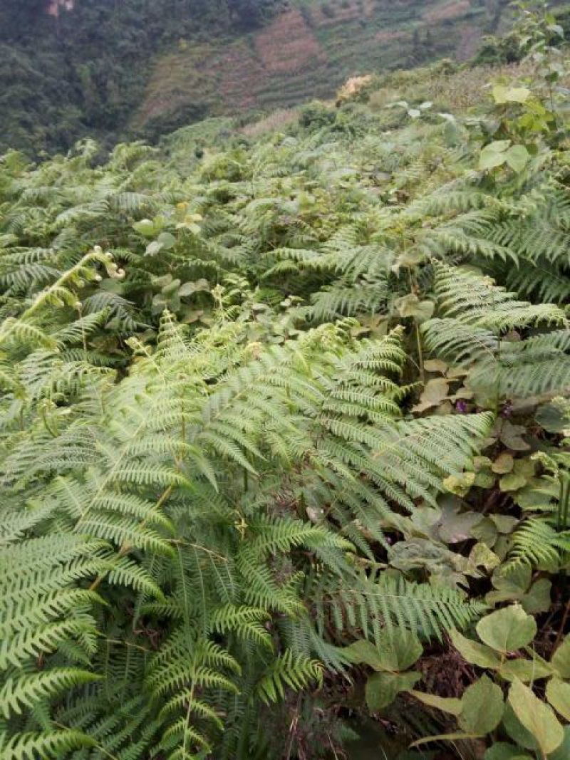 蕨根淀粉散装